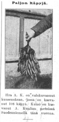 Tämä kuva Kuulian metsässä kasvaneesta poikkeuksellisen käpyrikkaasta kuusenoksasta julkaistiin Suomen Kuvalehdessä 13.8.1921.