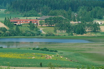 Laiduntavia lehmiä Koivuniemenjärven rannalla. Taustalla Heikkilän palvelukeskus.