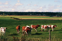 Lehmiä laitumella. Taustalla Taipaleen kylää.