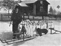 Kuva Karl Lydénin jänissaaliista Suodenniemellä