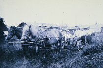 Huonot tiet, mutta hyvät hevoset!