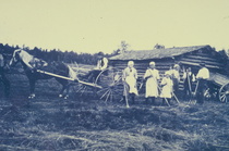 Satoa korjataan joukolla.