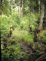 Suodenjärven - Palojärven "kannakselta" ns. Mutimatkasta vanhojen tukkirännien pystypuita.