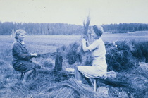 Naiset riipimässä pellavaa.